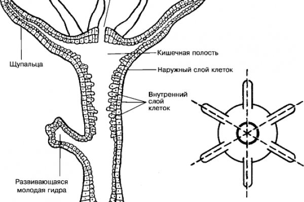 Kraken 4 ссылка