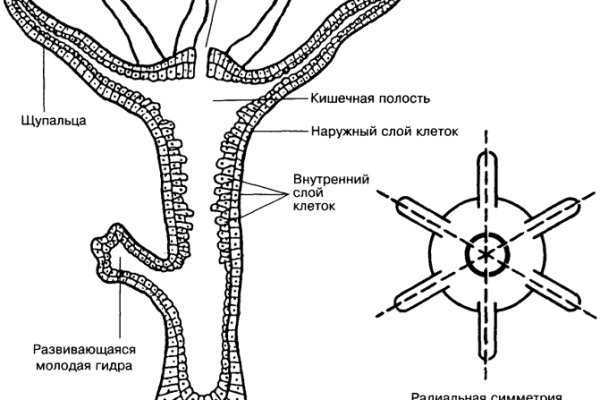 Kraken что это за сайт